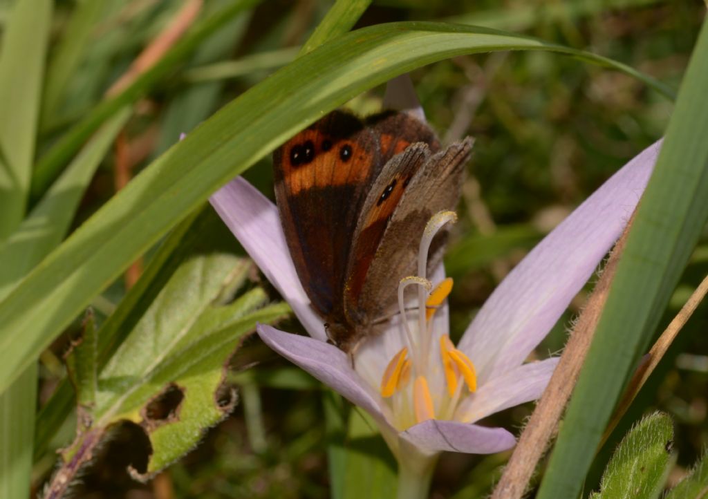 Erebia neoridas?, S, femmina